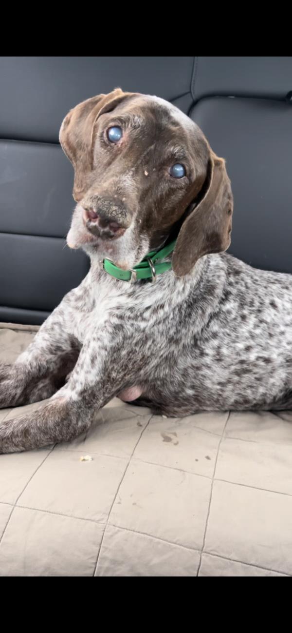 /Images/uploads/Southeast German Shorthaired Pointer Rescue/segspcalendarcontest/entries/31248thumb.jpg